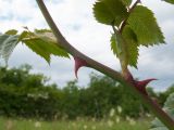 genus Rosa. Часть молодого побега. Краснодарский край, Темрюкский р-н, юго-восточный склон горы Дубовый Рынок, разнотравно-злаковый луг. 20.05.2017.