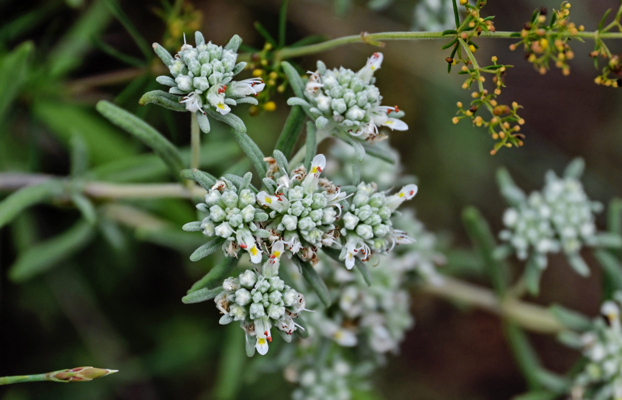 Изображение особи Teucrium capitatum.