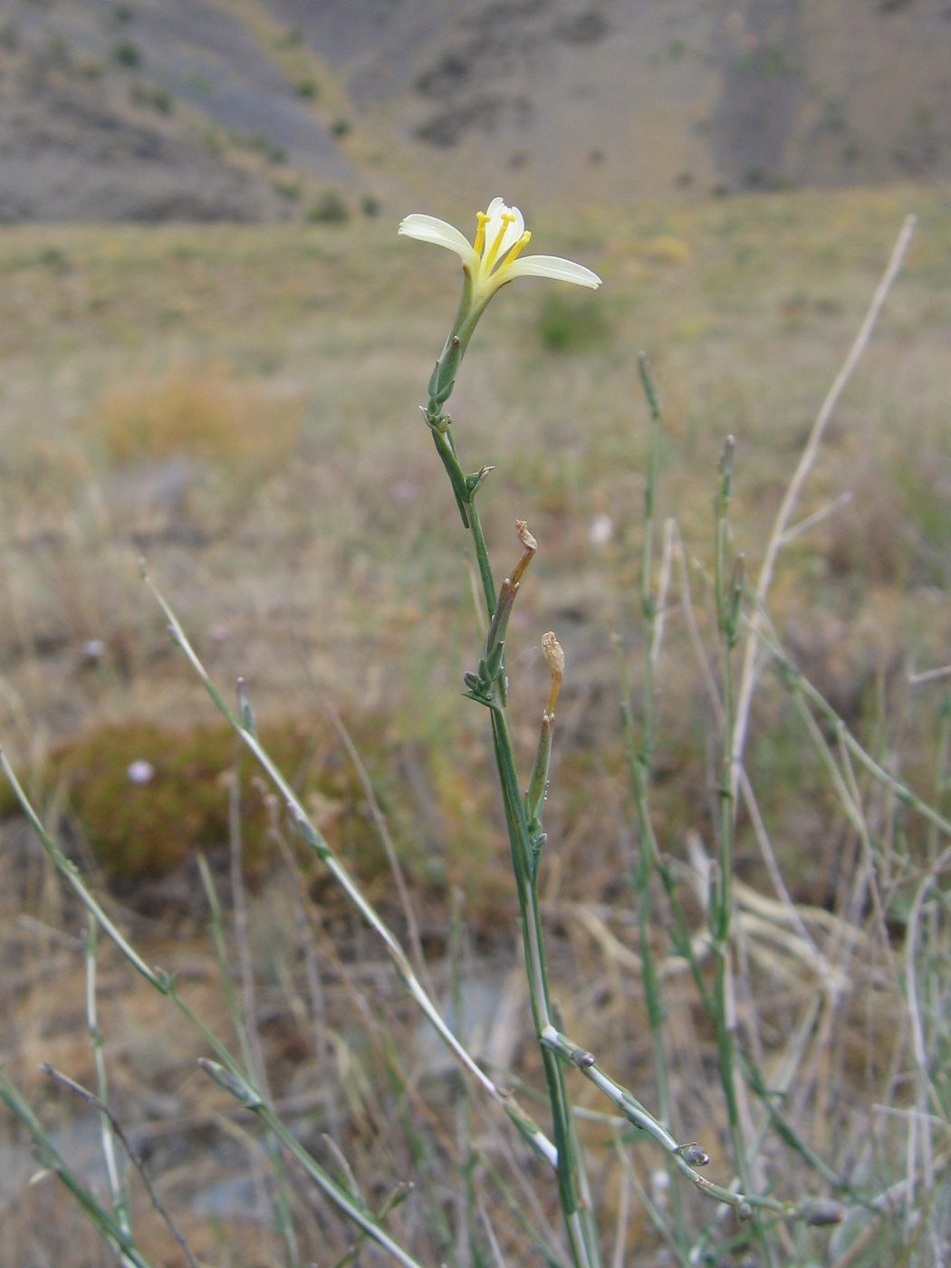 Image of Scariola orientalis specimen.