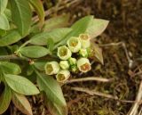 Vaccinium myrtilloides. Верхушка ветви с соцветием (видна абаксиальная поверхность листьев; различим характерный зеленоватый цвет венчика). Московская обл., г. Видное, садовый участок, кислый цветник. 14.05.2023.