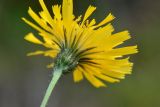 genus Hieracium. Соцветие-корзинка (вид со стороны обёртки). Карачаево-Черкесия, Карачаевский р-н, Большой Кавказ, левый борт долины реки Кетмала, ≈ 2470 м н.у.м., сосновый лес 31.07.2023.