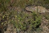 genus Juniperus. Вегетирующее растение. Кабардино-Балкария, Эльбрусский р-н, гора Чегет, выс. ок. 2400 м н.у.м., луг. 28 августа 2023 г.