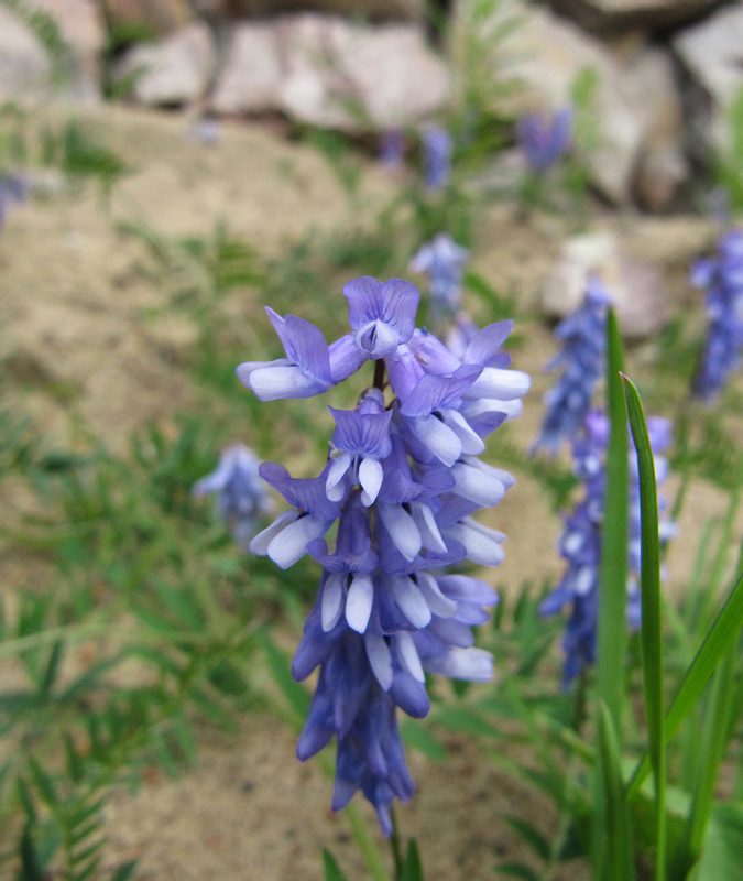 Image of Vicia cracca specimen.