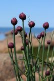 Allium schoenoprasum. Верхушки побегов с развивающимися соцветиями. Ленинградская обл., Ломоносовский р-н, окр. Шепелёвского маяка близ прожекторной станции; п-ов Каравалдай, берег Финского залива, каменистый марш. 10.06.2023.