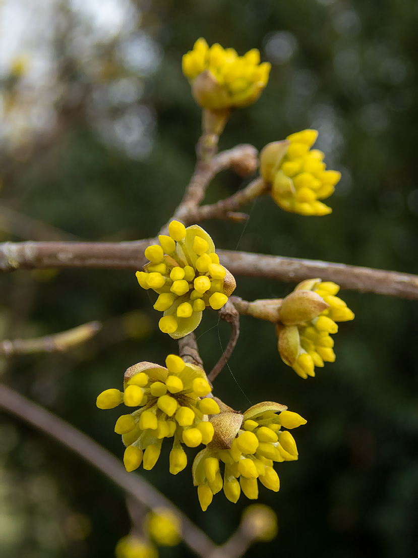 Image of Cornus mas specimen.