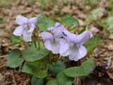 Viola sacchalinensis