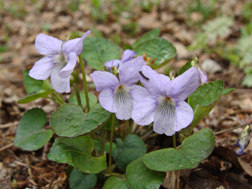 Image of Viola sacchalinensis specimen.