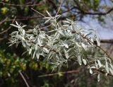 Elaeagnus oxycarpa