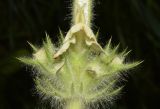 Phlomoides arctiifolia. Цветок и бутоны. Узбекистан, Кашкадарьинская обл., Китабский р-н, Китабский Государственный геологический заповедник, ≈ 1300 м н.у.м., глинистый склон. 20.05.2024.