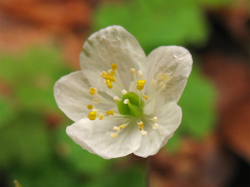 Image of Isopyrum thalictroides specimen.