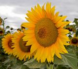 Helianthus annuus