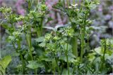 Apium graveolens. Верхушки побегов с формирующимися соцветиями. Московская обл., Раменский р-н, окр. дер. Хрипань, садовый участок. 20.07.2024.