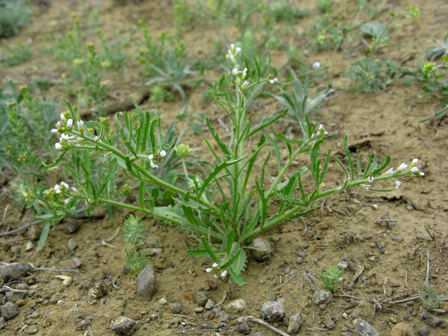 Image of Neotorularia torulosa specimen.