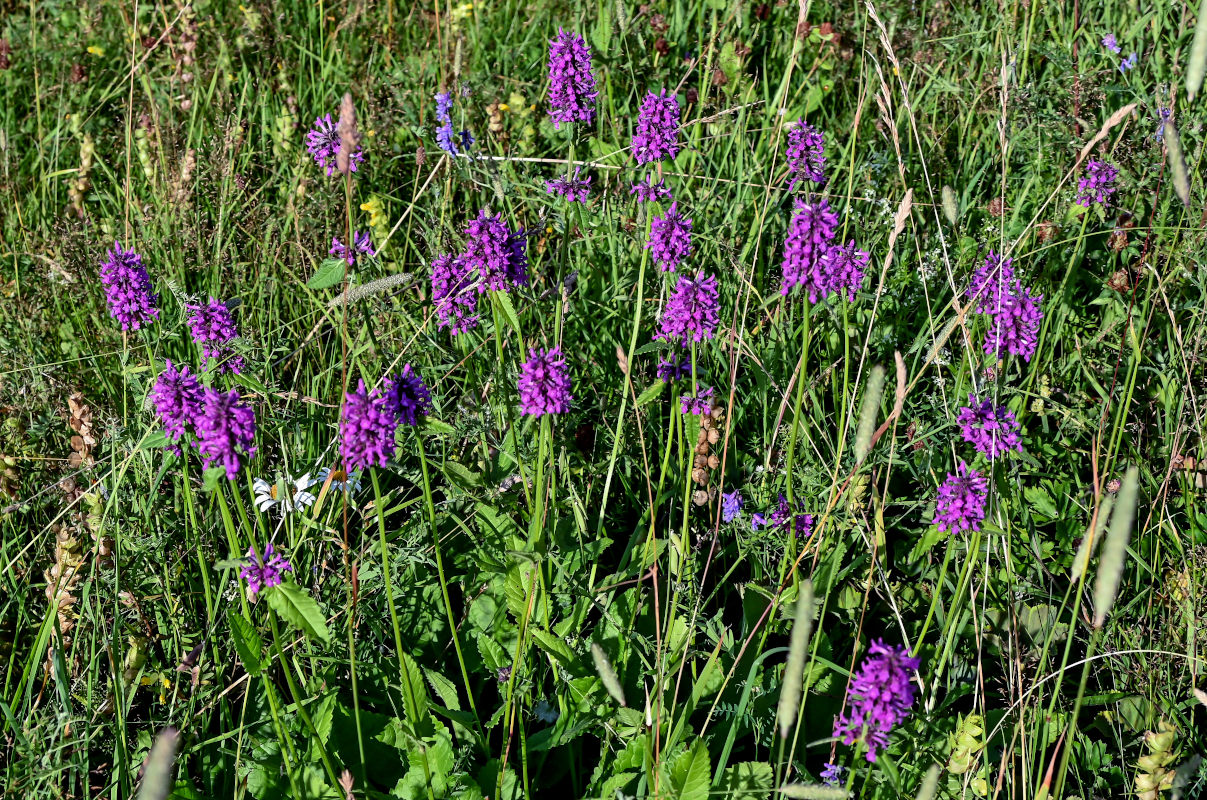 Image of Betonica officinalis specimen.