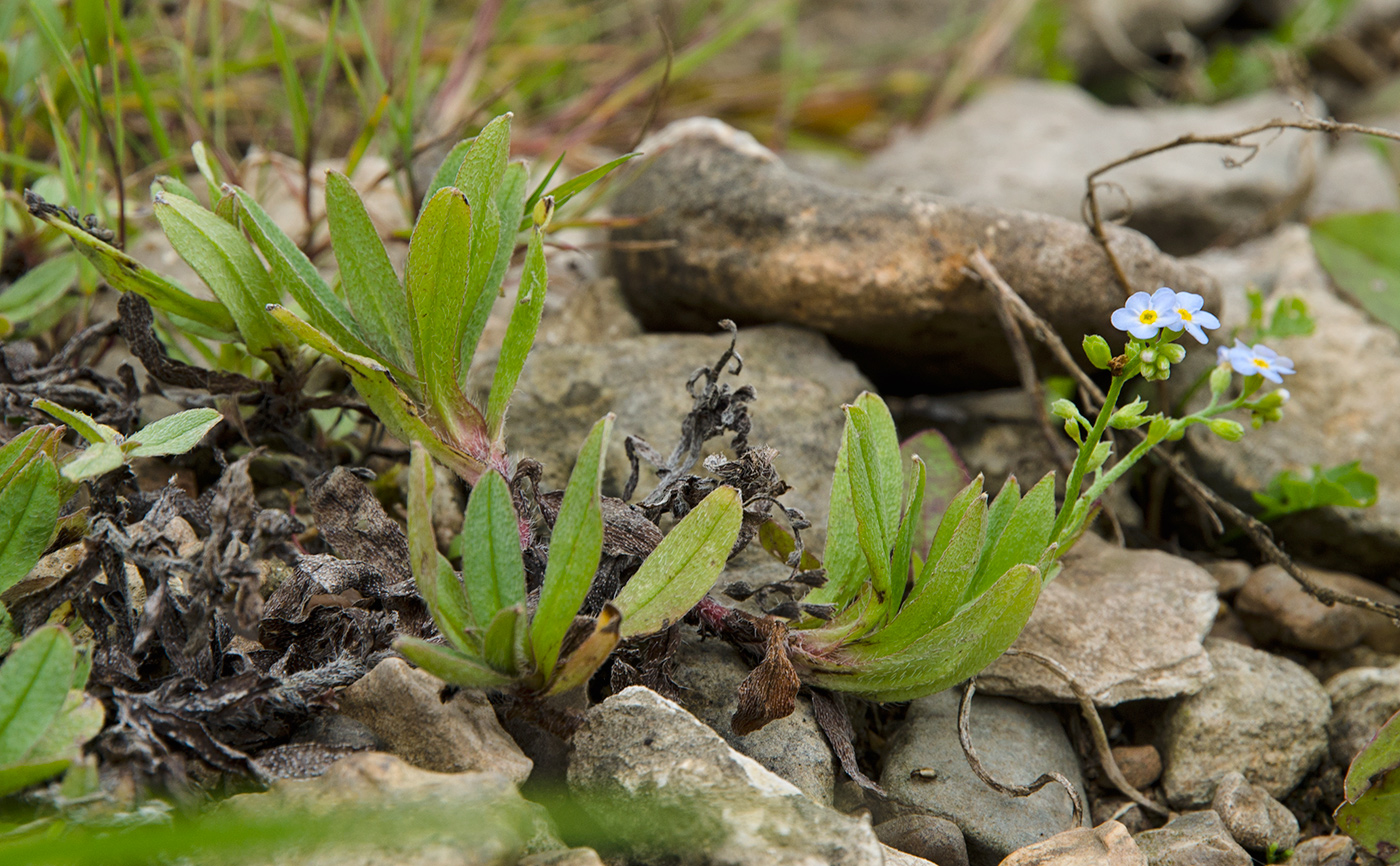 Image of genus Myosotis specimen.
