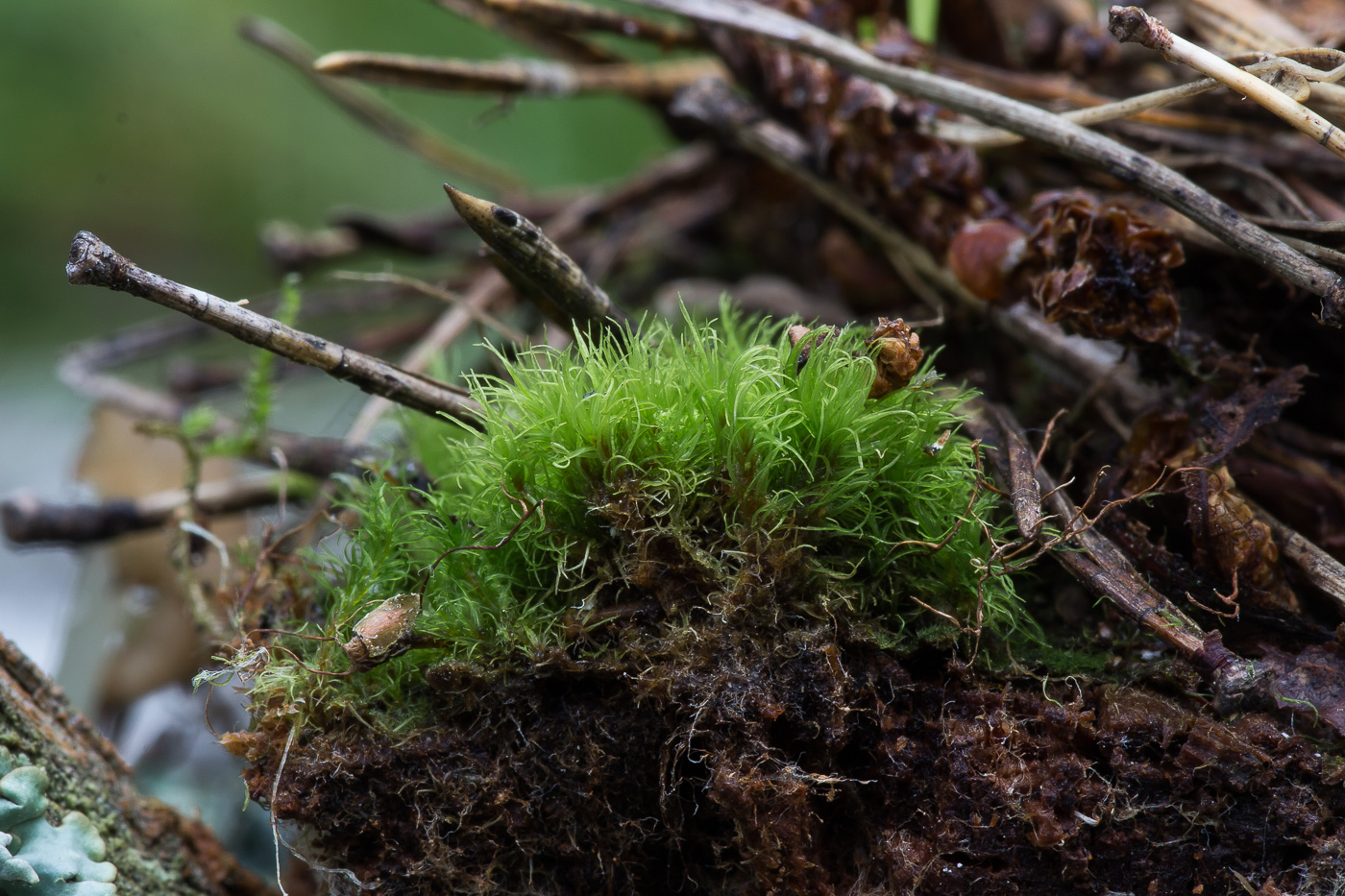 Изображение особи Dicranum brevifolium.