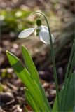 Galanthus elwesii. Верхушка цветущего растения. Санкт-Петербург, Ботанический сад Петра Великого, северный двор, цветник. 30.03.2025.