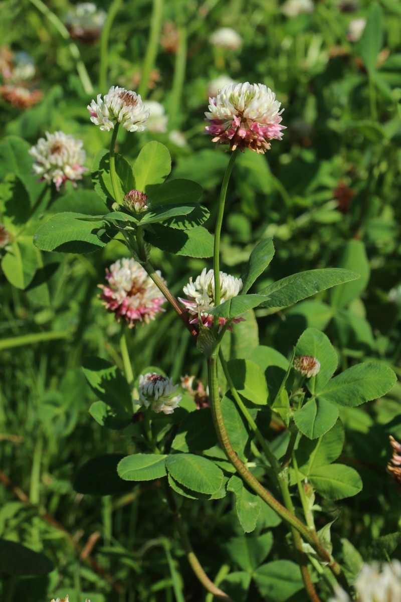 Image of Trifolium hybridum specimen.