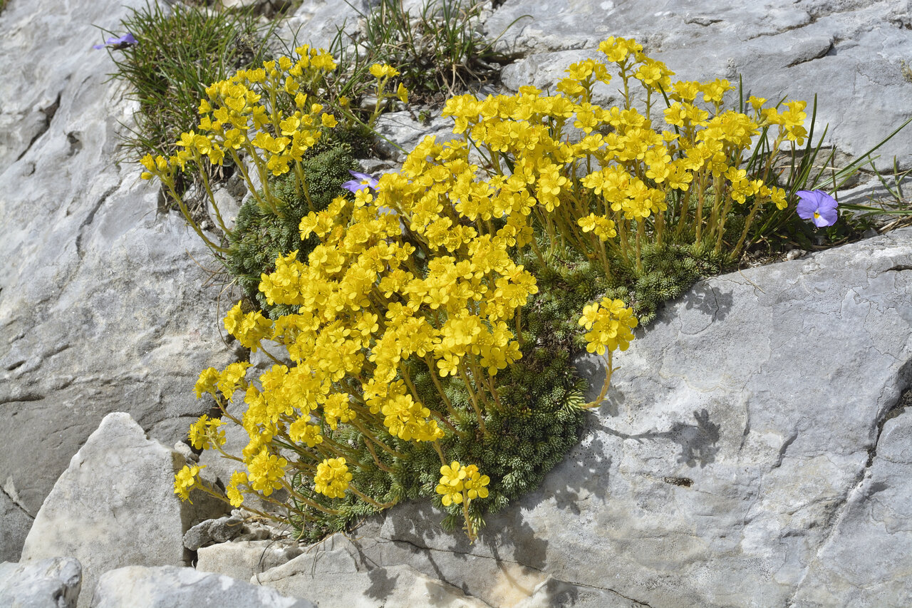 Image of Saxifraga ferdinandi-coburgi specimen.