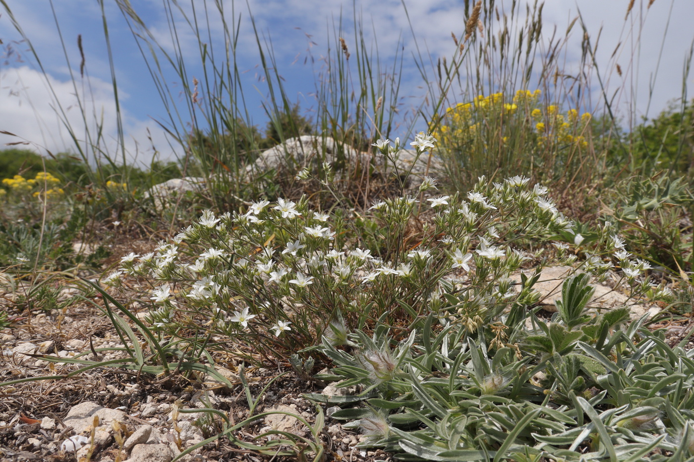 Image of Minuartia euxina specimen.