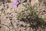 genus Geranium. Листья. Турция, ил Карс, окр. г. Дигор, плоскогорье между Дигорским карьером и ущ. р. Дигор, глинистый участок. 19 мая 2025 г.