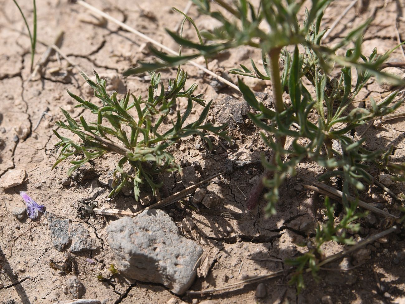 Image of genus Geranium specimen.