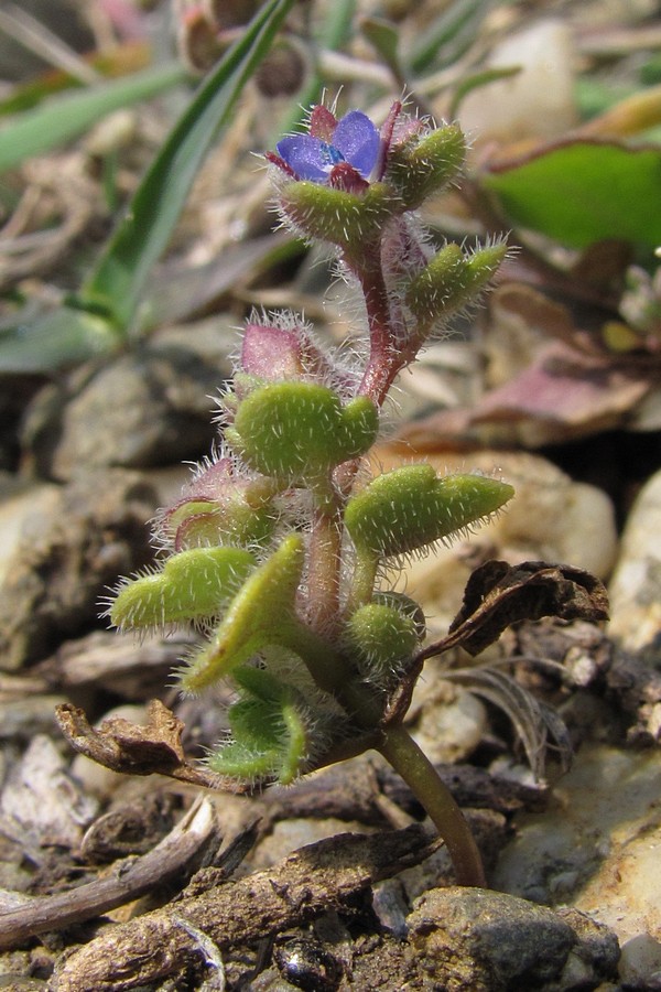 Image of Veronica triloba specimen.