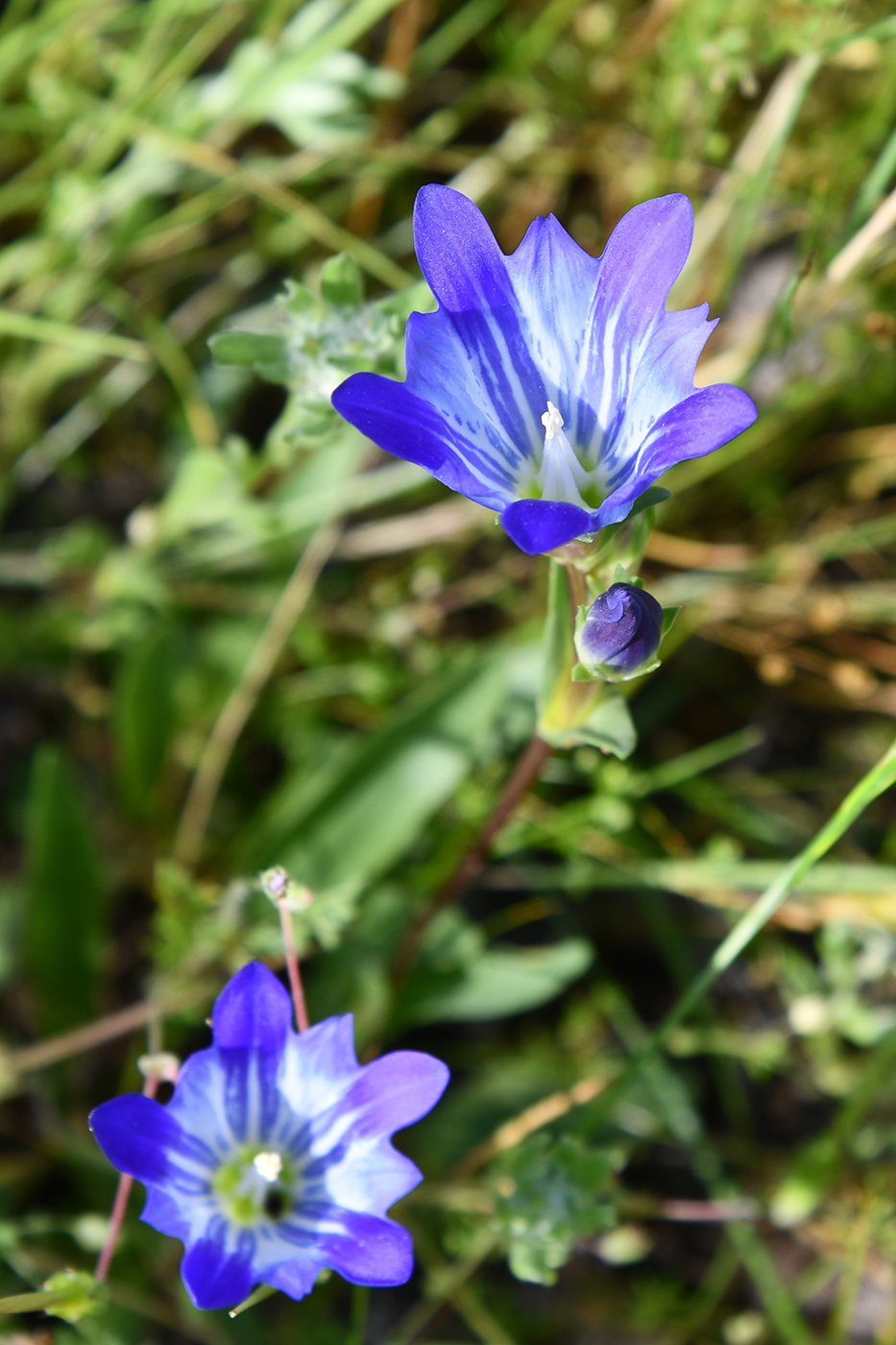 Image of Gentiana olivieri specimen.