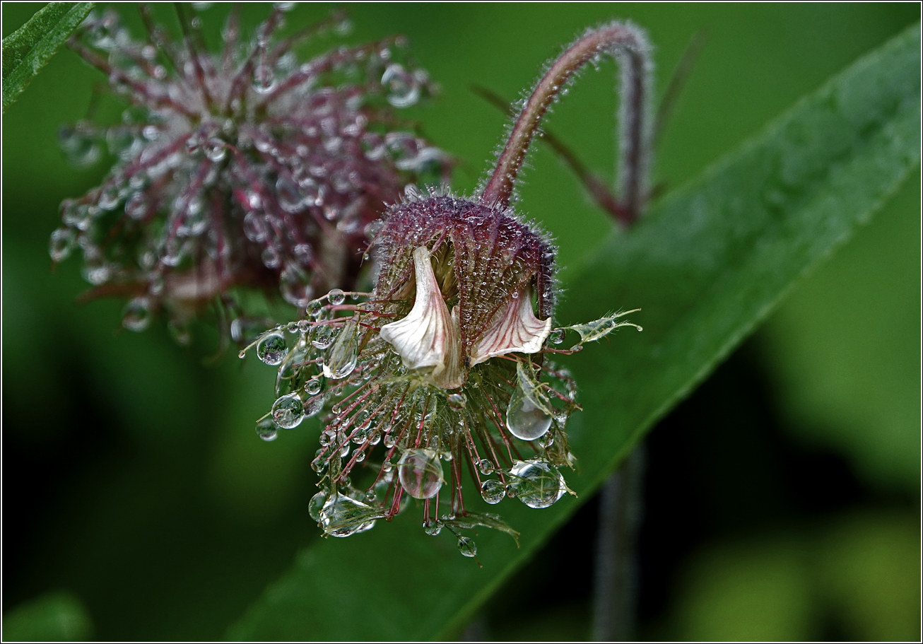 Image of Geum rivale specimen.