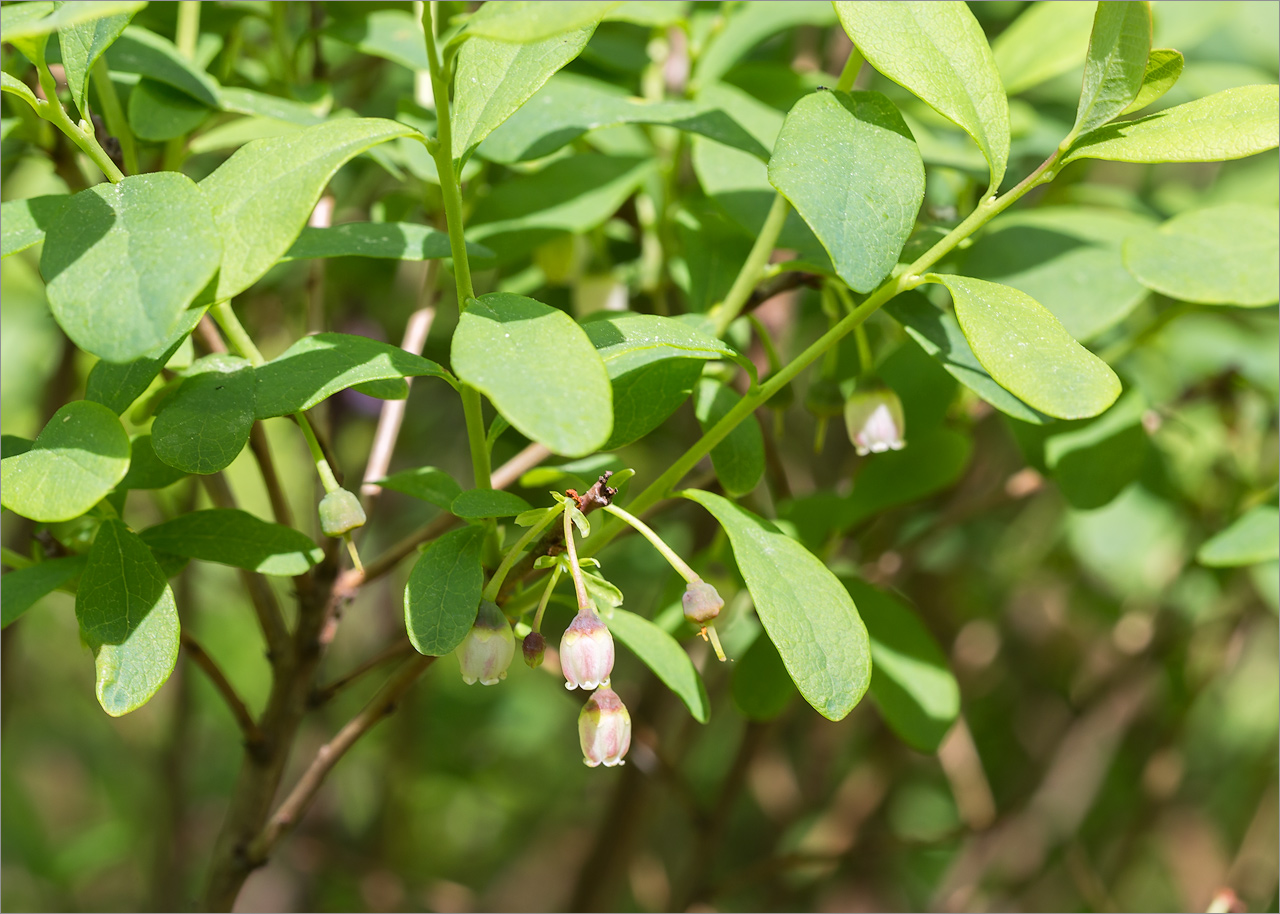 Image of Vaccinium uliginosum specimen.