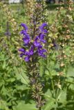 Salvia nemorosa. Соцветие с цветками и завязавшимися плодами. Краснодар, ул. Красная, Александровский бульвар, газон. 12.07.2025.