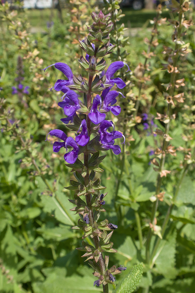 Image of Salvia nemorosa specimen.