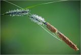 Carex acuta