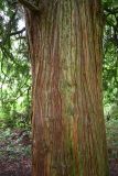 Thuja plicata