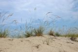 Festuca sabulosa. Плодоносящие растения. Ленинградская обл., Кингисеппский р-н, окр. дер. Выбье, песчаный береговой вал, тыльная сторона гребня. 13.07.2025.