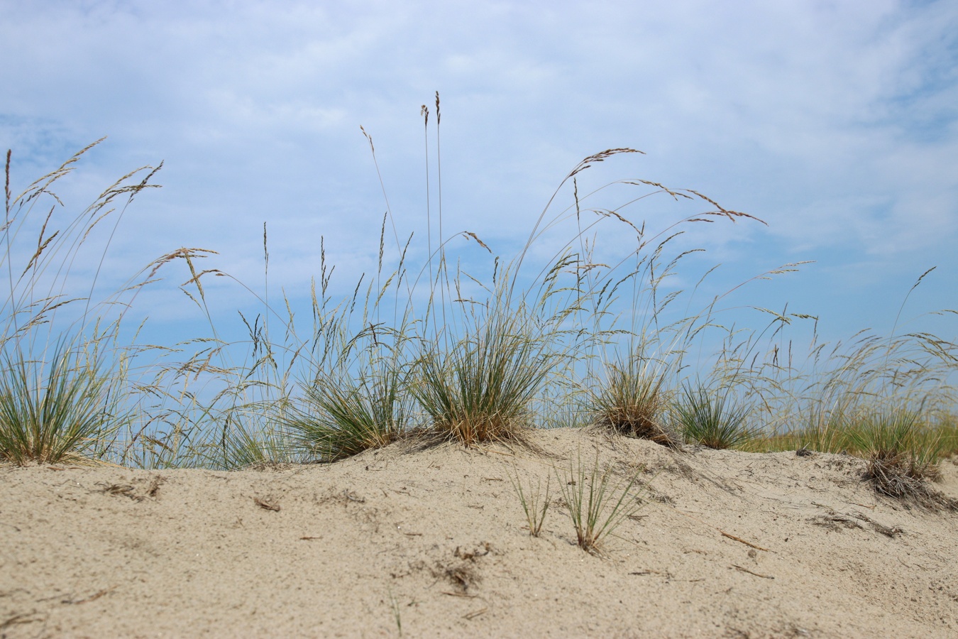 Изображение особи Festuca sabulosa.
