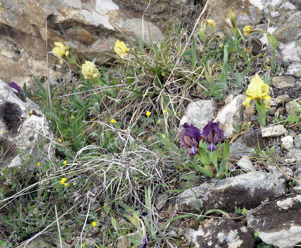 Image of Iris suaveolens specimen.