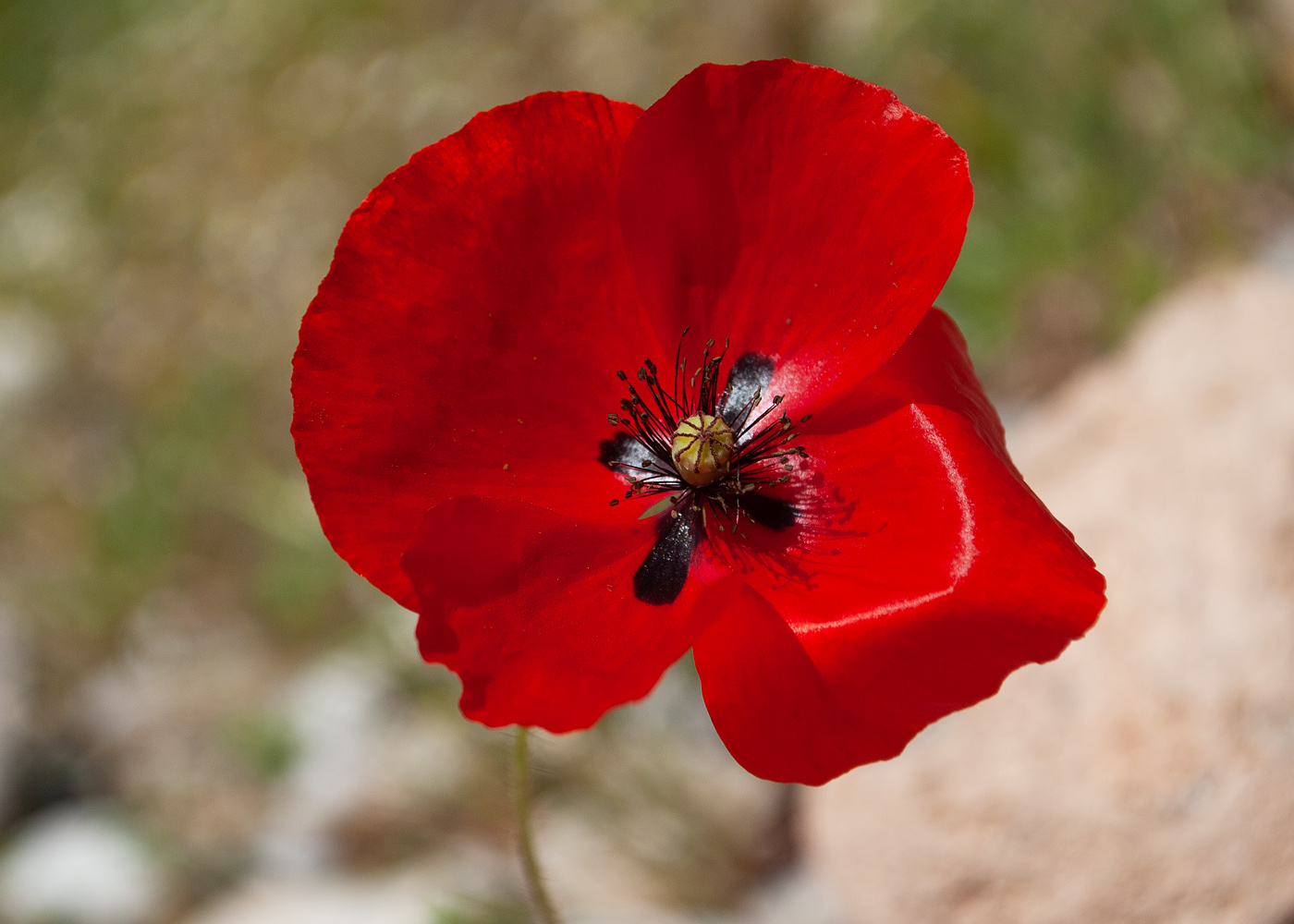 Image of Papaver rhoeas specimen.