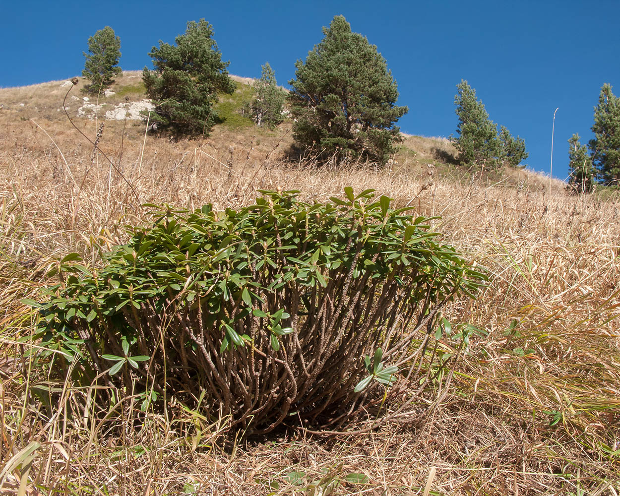Image of Daphne circassica specimen.