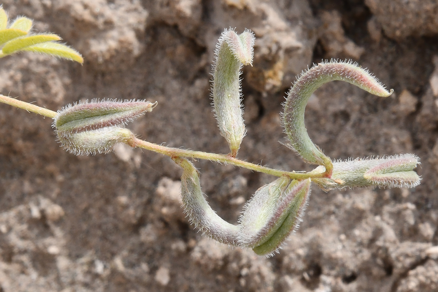 Image of Astragalus bakaliensis specimen.