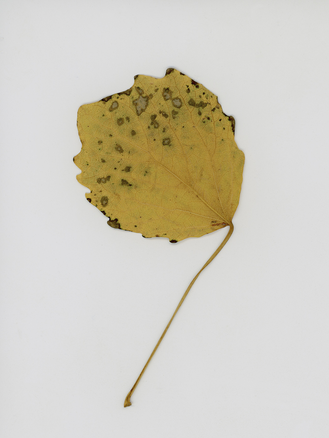 Изображение особи Populus tremula.