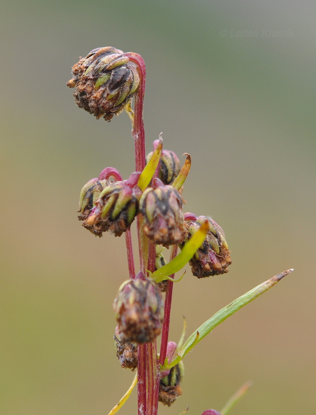 Image of Artemisia arctica specimen.