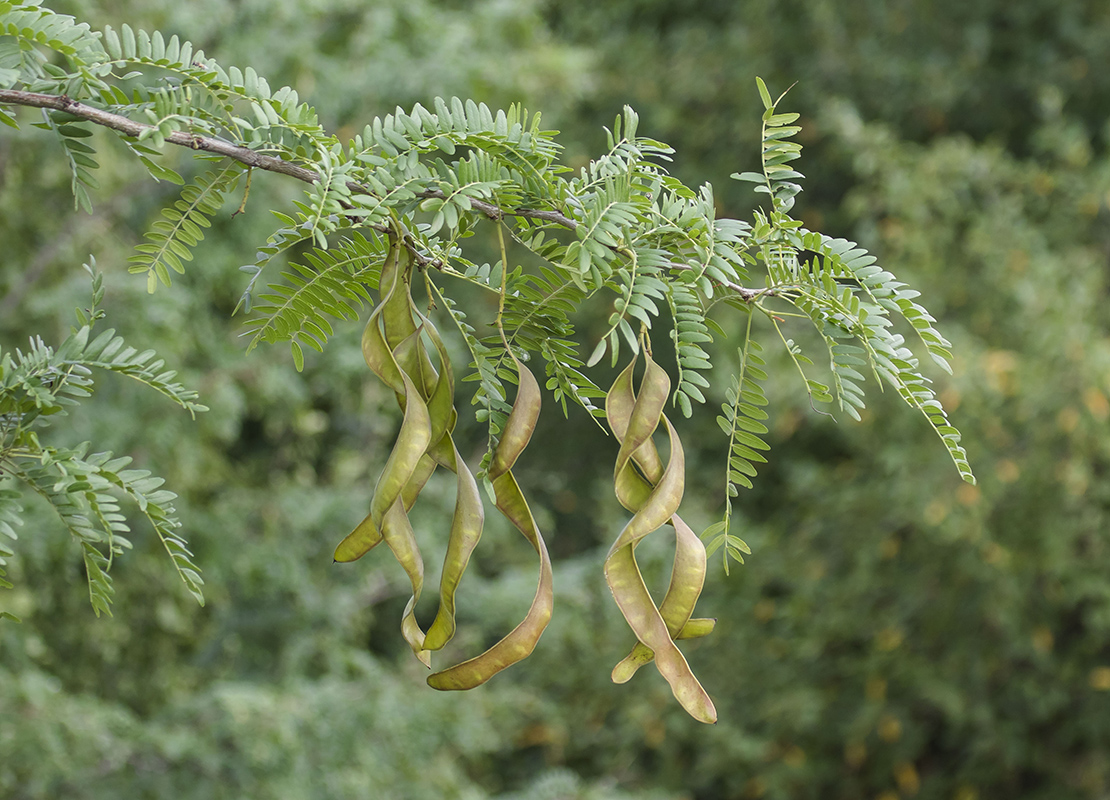 Изображение особи Gleditsia triacanthos.