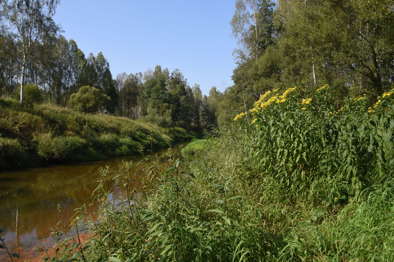 Изображение особи Senecio sarracenicus.