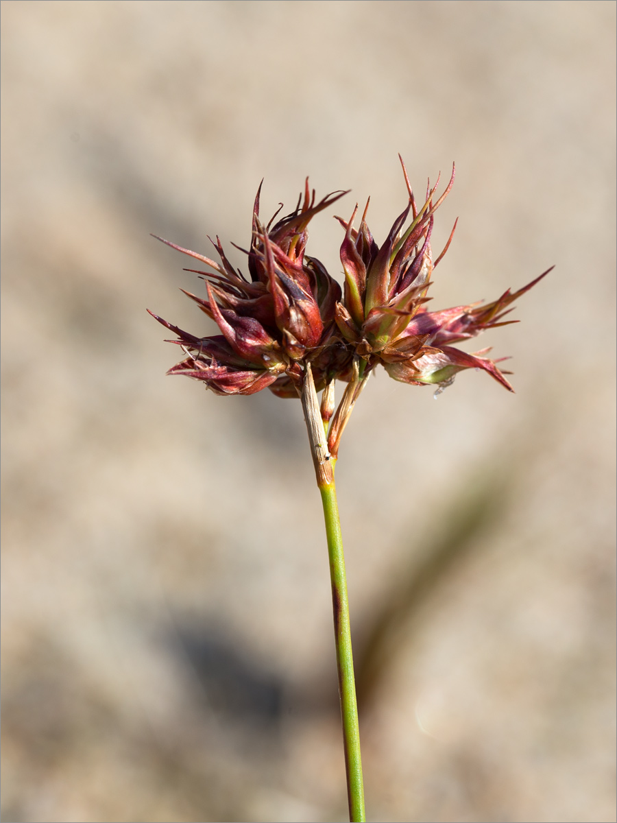 Изображение особи Juncus alpino-articulatus.