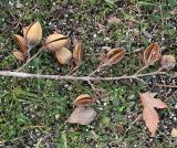 genus Amygdalus. Опавшее соплодие. Крым, Евпатория, санаторий \"Планета\", озеленение территории. 31.12.2026.