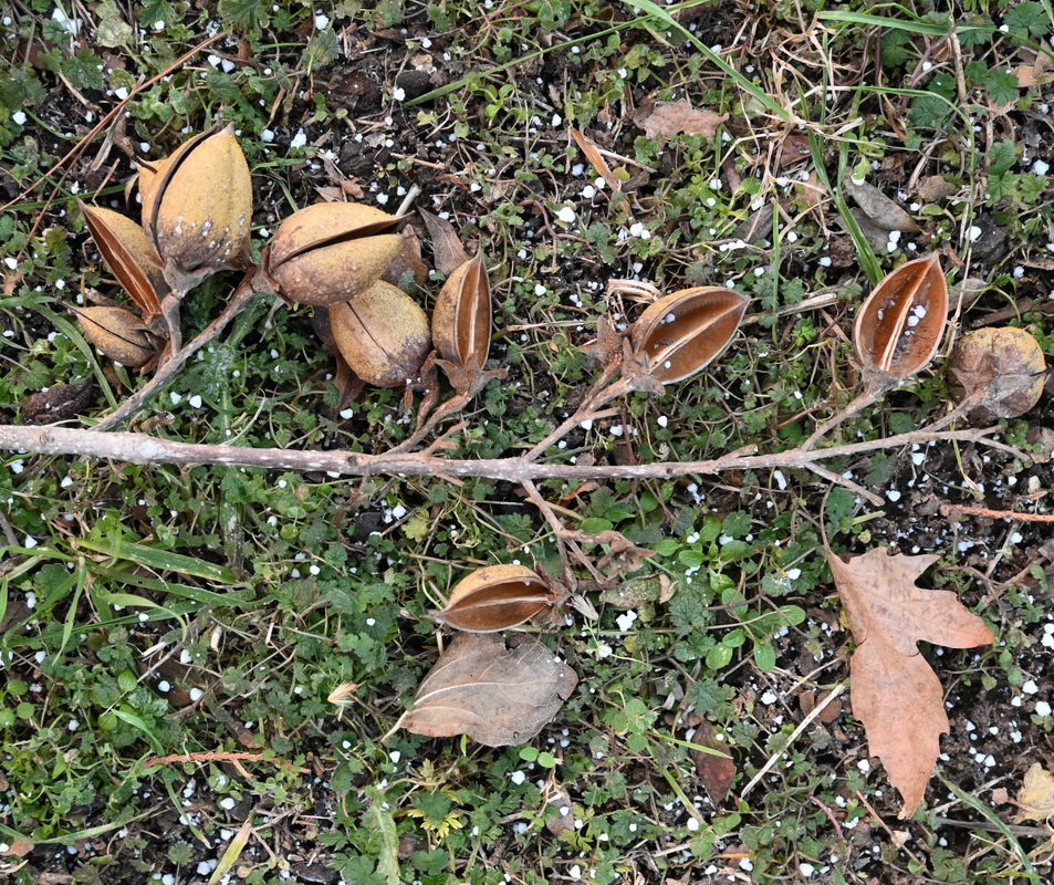 Image of genus Amygdalus specimen.