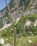 Cephalaria balkharica. Средняя часть стебля цветущего растения с основаниями боковых побегов и листьями. Кабардино-Балкария, Лескенский р-н, Хазнидонская теснина, ≈ 1700 м н.у.м., разнотравный лужок в верхней части травянистого склона к реке. 31.07.2025.