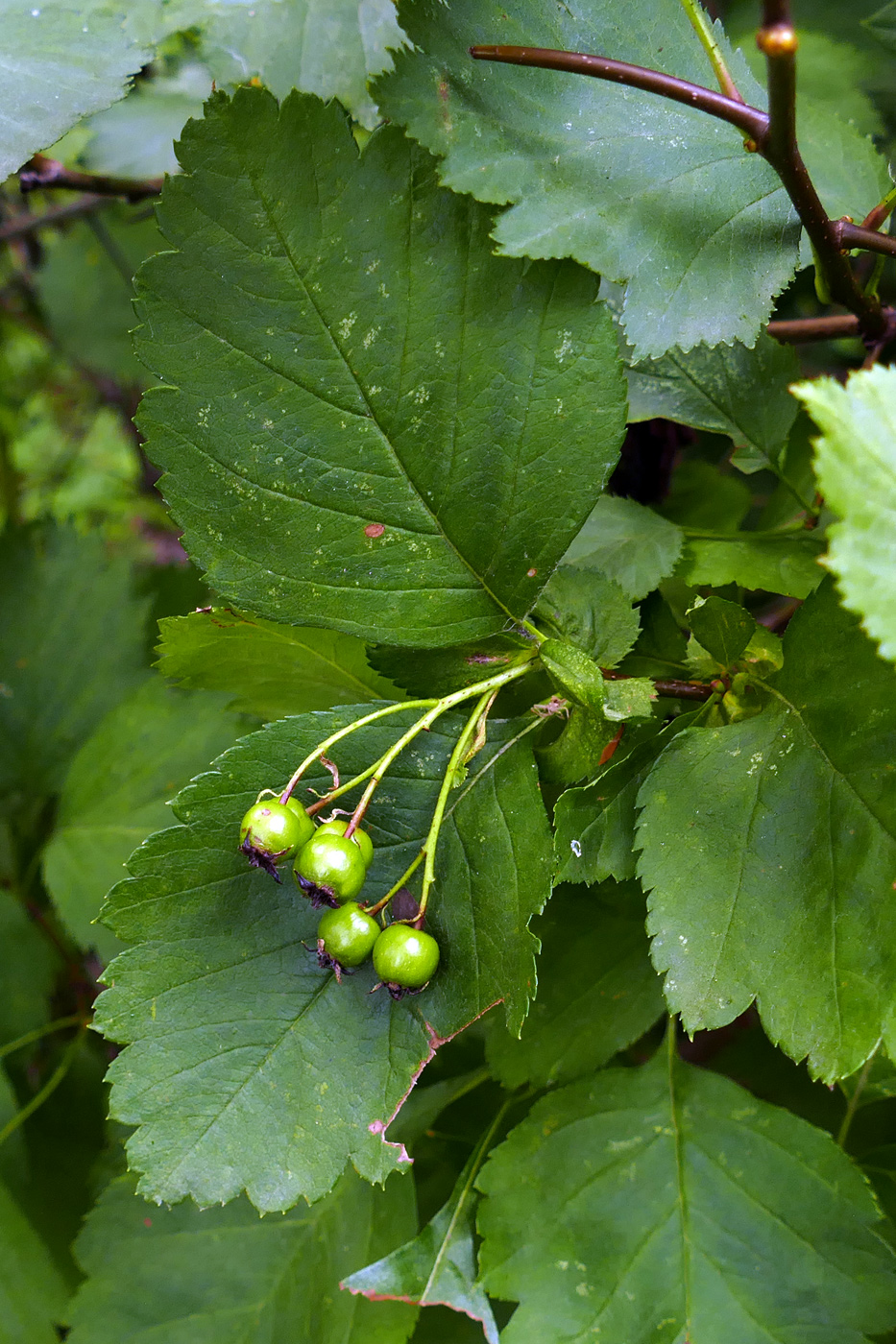 Image of Crataegus douglasii specimen.