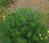 unknown species. Побеги вегетирующего растения и прошлогодние высохшие побеги. Калмыкия, Черноземельский р-н, Меклетинский государственный природный заказник, степь. 02.05.2025.